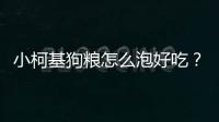 小柯基狗糧怎么泡好吃？小柯基的狗糧要泡多久