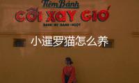 小暹羅貓怎么養