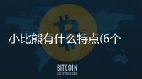 小比熊有什么特點(diǎn)(6個(gè)月的比熊有什么特點(diǎn))