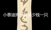 小泰迪狗一般多少錢一只(小泰迪狗多少錢一只)