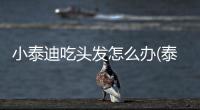 小泰迪吃頭發怎么辦(泰迪吃了雞骨頭怎么辦)