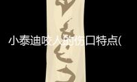 小泰迪咬人的傷口特點(泰迪咬人傷口什么樣子)