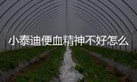 小泰迪便血精神不好怎么回事？泰迪便血沒精神