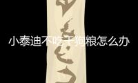 小泰迪不吃干狗糧怎么辦呢？泰迪不吃干的狗糧怎么辦