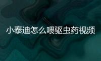 小泰迪怎么喂驅蟲藥視頻？怎么給泰迪喂驅蟲藥