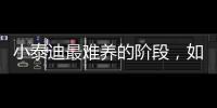 小泰迪最難養的階段，如何讓泰迪狗不亂叫聲