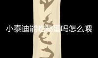 小泰迪能吃雞蛋嗎怎么喂(泰迪能吃雞蛋黃嗎)