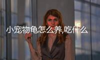 小寵物龜怎么養(yǎng),吃什么,要放多少水合適？寵物龜怎么養(yǎng)?
