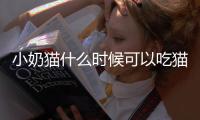 小奶貓什么時候可以吃貓糧(小奶貓吃什么食物比較好)