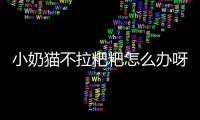 小奶貓不拉粑粑怎么辦呀(幼貓不刺激排便會死嗎)