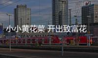 小小黃花菜 開出致富花