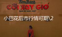 小巴花后市行情可期\2020年2月綏芬河口岸俄羅斯1