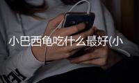 小巴西龜吃什么最好(小巴西龜吃什么食物好養活)