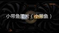 小帶魚(yú)圖片（小帶魚(yú)）