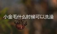 小金毛什么時候可以洗澡