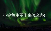 小金魚生不出來(lái)怎么辦(小金魚尾巴彎了怎么辦)