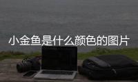 小金魚是什么顏色的圖片？金魚是什么顏色呢