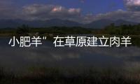 小肥羊”在草原建立肉羊基地