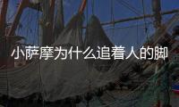 小薩摩為什么追著人的腳咬人呢(小薩摩總是咬人和對著主人叫)