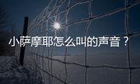 小薩摩耶怎么叫的聲音？薩摩耶怎么叫的