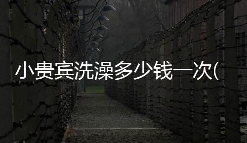 小貴賓洗澡多少錢一次(小貴賓洗澡多久一次)
