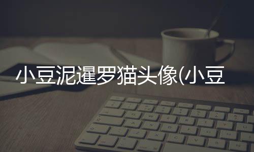 小豆泥暹羅貓頭像(小豆泥暹羅貓表情包)
