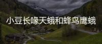 小豆長喙天蛾和蜂鳥鷹蛾的區(qū)別（小豆長喙天蛾）