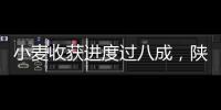 小麥收獲進度過八成，陜西關中麥區進入集中收割期