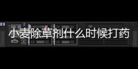 小麥除草劑什么時候打藥合適（小麥除草劑什么時候打）