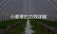 小麥草的功效詳解