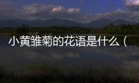 小黃雛菊的花語是什么（雛菊的花語是什么）