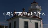 小鳥站在高壓線上為什么不會觸電（小鳥為啥不怕高壓線）