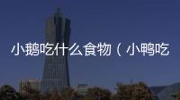 小鵝吃什么食物（小鴨吃什么食物）