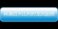 將滿百天比利時(shí)龍鳳胎熊貓寶寶等候取名