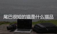 尾巴很短的貓是什么貓品種？尾巴很短的貓是什么貓啊