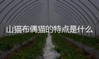 山貓布偶貓的特點(diǎn)是什么？山貓布偶貓的特點(diǎn)介紹