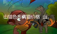 山貓色布偶貓價格  山貓色布偶多少錢一只