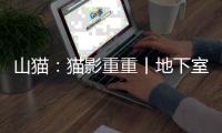 山貓：貓影重重丨地下室拉毛清掃記