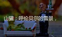 山貓：呼倫貝爾的雪景，比你想象得更美！