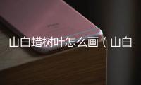 山白蠟樹葉怎么畫（山白蠟樹葉）