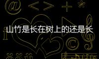 山竹是長在樹上的還是長在地上（山竹是長在樹上還是地上）