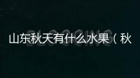 山東秋天有什么水果（秋天有什么水果）