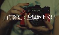 山東濰坊：鹽堿地上長出豐收致富“金果子”