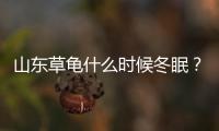 山東草龜什么時(shí)候冬眠？山東地區(qū)草龜出眠