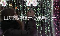山東能種植開心果嗎（開心果適合山東種植）
