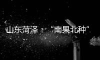 山東菏澤：“南果北種”譜寫致富新篇章