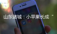 山東諸城：小蘋果長成“致富果”