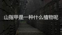 山指甲是一種什么植物呢 山指甲有什么作用呢