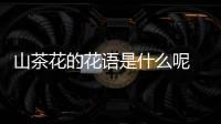 山茶花的花語是什么呢 山茶花應該怎么種植呢