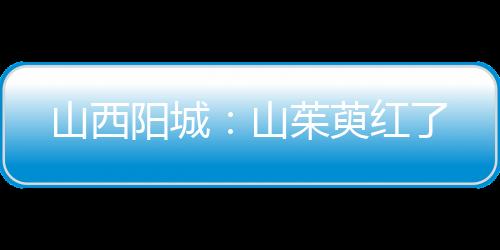 山西陽(yáng)城：山茱萸紅了